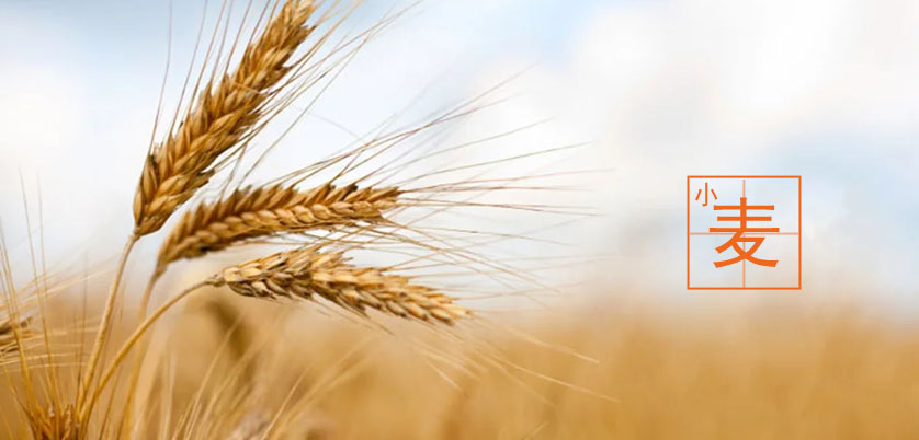 D6智能石墨消解儀處理小麥、玉米、糙米消解方案